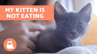 Why is My Kitten Not Eating? - How to Stimulate Appetite