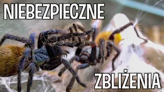 PROJEKT CHROMKA #2 Czy samiec oszukał przeznaczenie? [*]