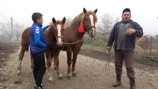 Caii lui Daniel de la Grindeni, Mures - 2020 Nou!!!