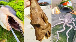 Fishing Videos - Catching Seafood Include Fish, Crab, Octopus #28 - Tik Tok