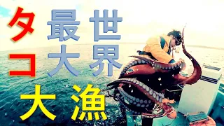 世界最大ミズタコ！樽流し漁～タコ大漁～