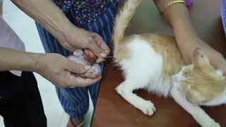 Cat Giving Birth to 4 Kittens for the First Time  | Rare Video