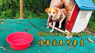 每一只狗狗的生命与我相见都命中注定的缘分， 唯有爱不可辜负。Only love can live up to