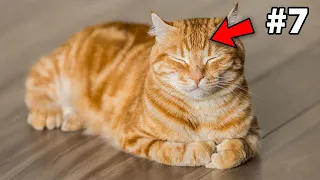 The Real Reason Orange Cats Are Different Is Oddly Scientific