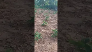 feijão verde plantatado. na roça