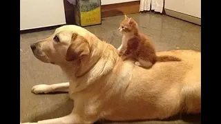 😺 Let's go to the kitchen! 🐶 Funny video with dogs, cats and kittens! 🐱