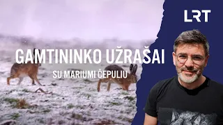 Gamtininko užrašai. Čepulis griauna mitus apie kiškius: didžioji dalis net nežino, kas yra morka