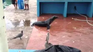 Sneaky Sea-lion Stealing Food