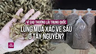 Nóng 24h: Cơn sốt mua xác ve sầu từ Trung Quốc sang Việt Nam: “Nay giá tiền triệu, mai chẳng ai mua”