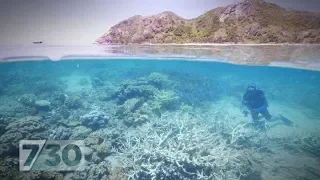 The Reef Pt 3: Where do we need to invest to save the Great Barrier Reef?