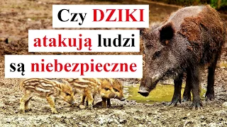 Czy DZIKI ATAKUJĄ ludzi. Czy DZIKI są NIEBEZPIECZNE