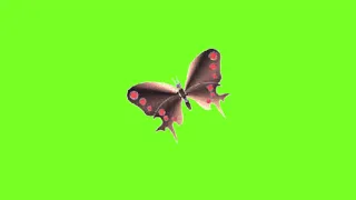 Футаж на хромакее  бабочка 5