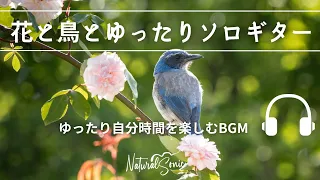 Natural Sonic 「 花と鳥とゆったりソロギター」 - ゆったり自分時間を楽しむBGM -
