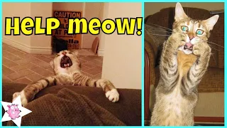 The Most Over Dramatic Cats Ever