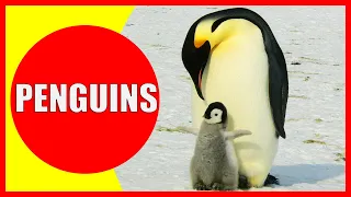 PENGUINS FOR KIDS - Penguin Facts for Children, Kindergarten and Preschoolers