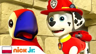 Psi patrol | Szczeniaki ratują papugę | Nick Jr.