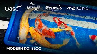 Modern Koi Blog #6035 - Marita und Silvios neue Konishi Koi