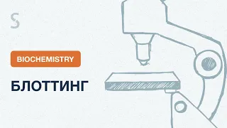 USMLE Step 1 - Блоттинг