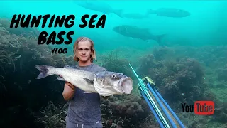 Spearfishing Sea Bass Autumn UK | Personal BEST