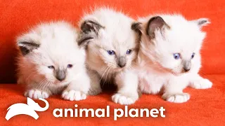 Siamese Kittens' Adorable Christmas Antics | Too Cute! | Animal Planet