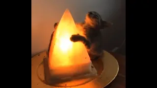 monolith cat