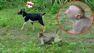 PUPU monkey tried to get acquainted with the goat but was rejected.