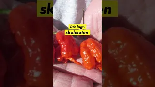 Gömde världens starkaste chili i skolmaten  #aftonbladet #nyheter