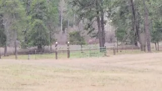 bald eagle pair on fence posts