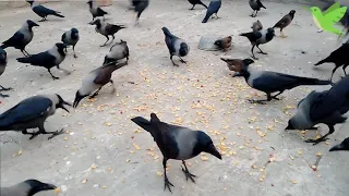 Beautiful and natural crow sounds | Crows unity for food