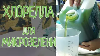 Хлорелла для микрозелени. Часть 1