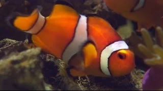 Finding Nemo's Plot Mistake - Smarter Every Day 115