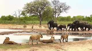 Elephants vs Lions, Hwange NP Zimbabwe