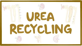 Urea recycling