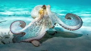 top 10 facts about octopus