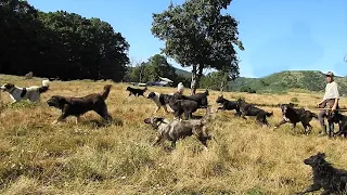 15 CAINI CIOBANESTI ALEARGA DUPA URS LANGA PADURE, LA STANA LUI MARIN CHIOJDEANU.