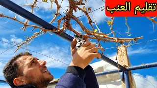 تقليم العنب لزيادة الإثمار خطوة بخطوة للمبتدئين!🍇