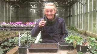 Planting out the self seeded cyclamen at Stinky Ditch Nursery Feb ‘21