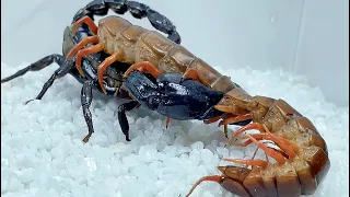 巨型蜈蚣vs蝎子 史诗级战斗 Giant centipede vs scorpion,Epic battle,Centipedes prey on Heterometrus spinifer