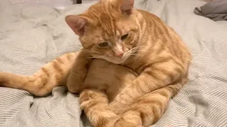 Cute And Funny Cat Videos /Cats You will Remember and Laugh all Day#1