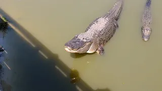 Alligator territorial bellows