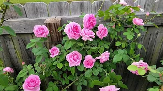 David Austin rose - Getrude Jekyll Spring 2021