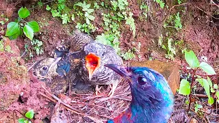 The cuckoo bird is too lazy and hungry and bugs crawl out of its mouth杜鹃鸟挨饿是有原因的，到嘴的虫子不吃，虫子又从嘴里爬出来