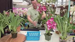 Norman Fang Live! Episode 54 - The Secrets of Growing Miltoniopsis (Pansy) Orchids