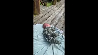 Curious Deer Comes Rushing as a Human Baby Cries