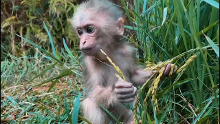 Full 7 days -mother died in the forest.Help baby monkey from hunter.Lovely and poor baby monkey