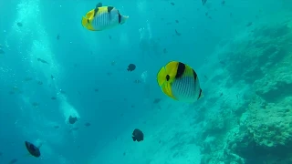 Magical Underwater Marine Life in the Indian Ocean