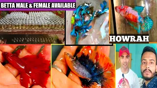 Above 600 betta fish can be found !! Betta male & female for sale | BETTA BREEDER | BETTA FISH FARM🐟