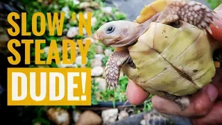 How fast is too fast for tortoise growth?