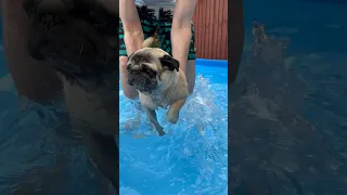 Can pugs swim? #pugs #pug #swimming