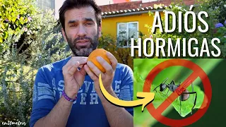 UNA NARANJA y ADIÓS HORMIGAS: combate su HORMIGUERO con el penicillium) || en20metros